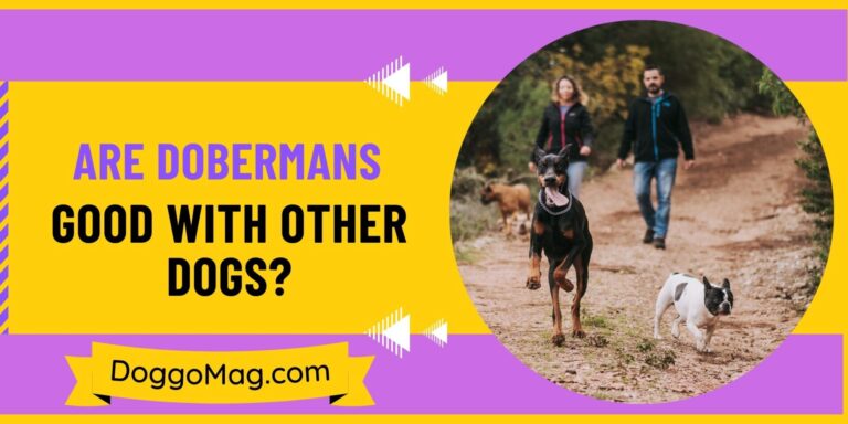 Are Dobermans Good With Other Dogs? How To Train Them?