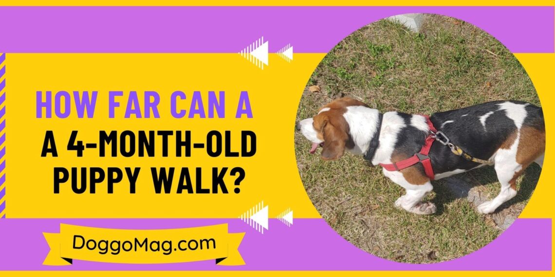 Dog Grooming Guide And Tips 7Step Formula DoggoMag