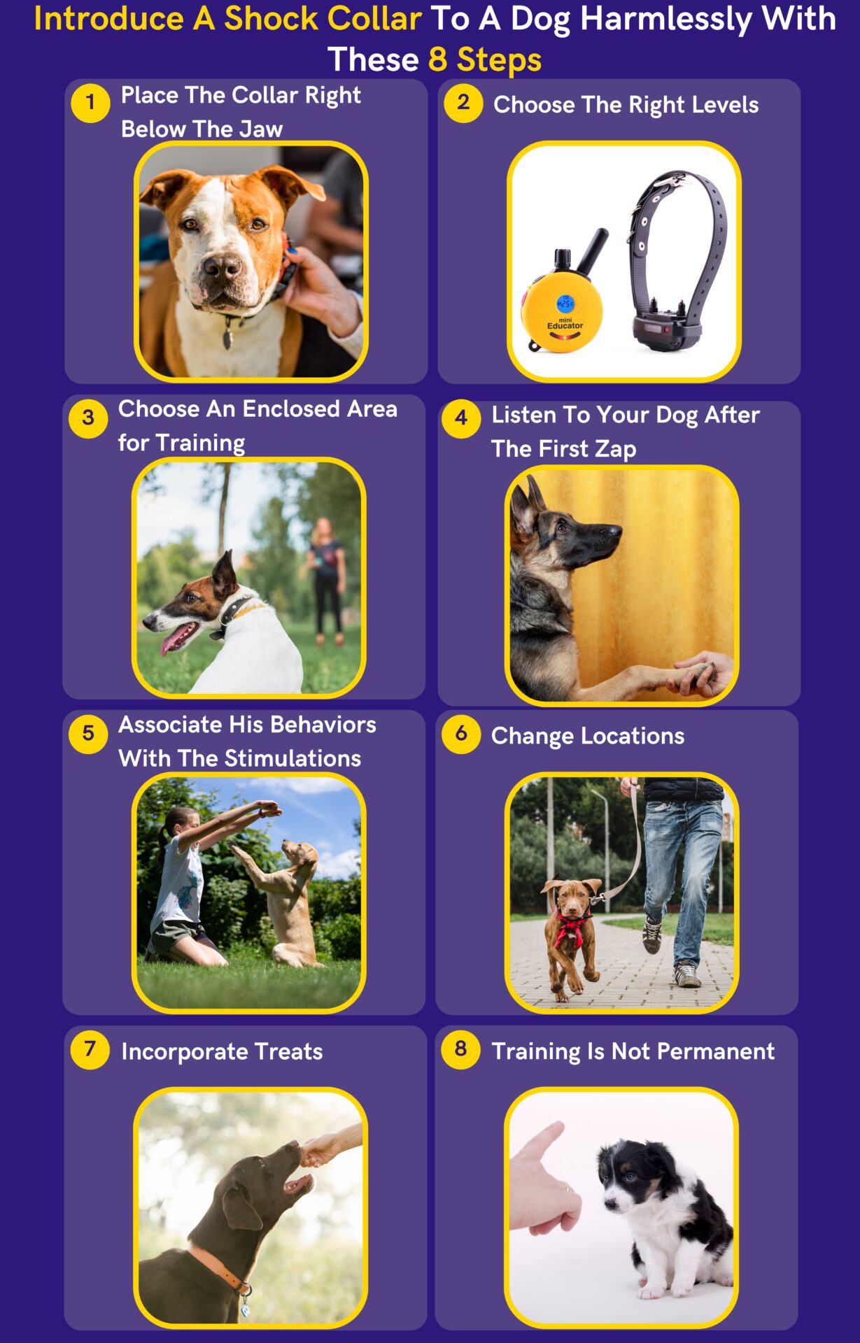 How To Introduce A Shock Collar To a Dog? 8 Easy Steps DoggoMag