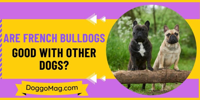 Are French Bulldogs Good With Other Dogs? 5 Key Personality Traits