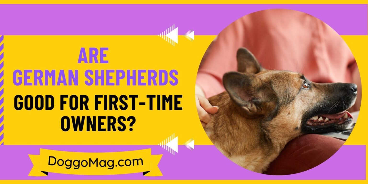 Are German Shepherds Good For First Time Owners? 4 Surprising Reasons