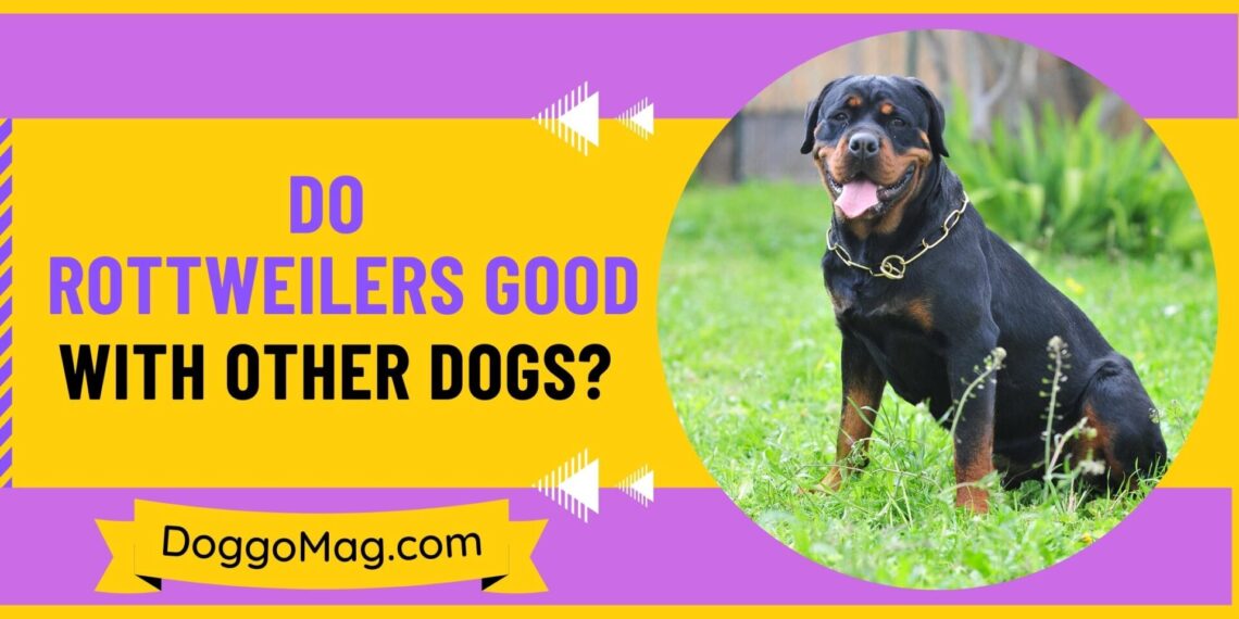 Why Do Rottweilers Rumble Why Is My Rottweiler Aggressive? Rottweiler Aggression Problems - DoggoMag