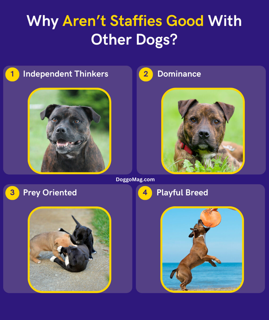 Are Staffies Good With Other Dogs? Factors to Know DoggoMag