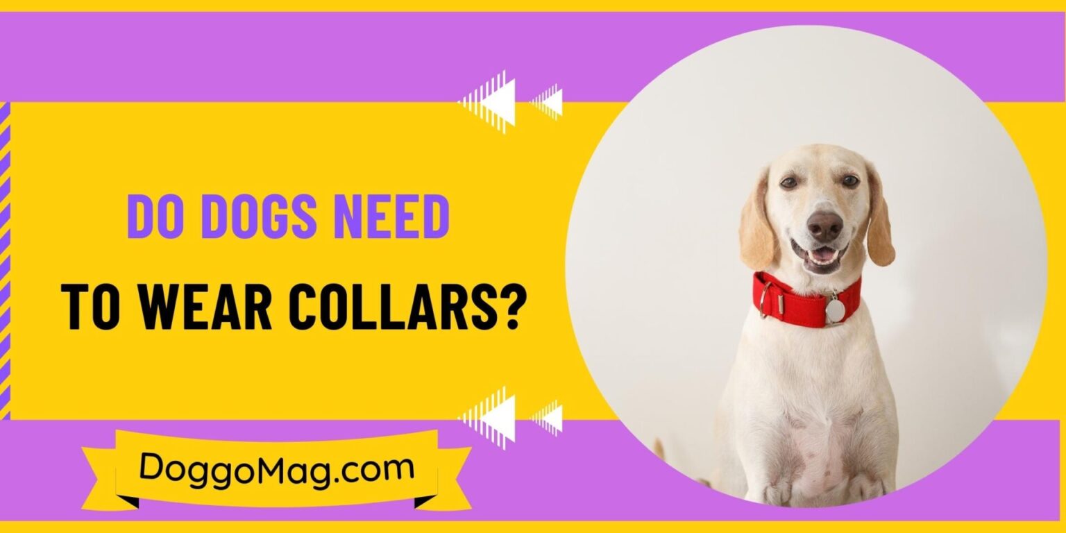 Do Dogs Need To Wear Collars? [4 Genuine Reasons] - DoggoMag