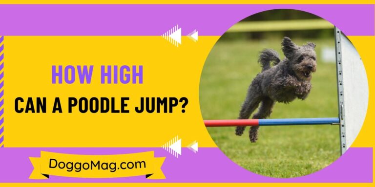 How High Can A Poodle Jump? 7 Remarkable Factors Control The Jump