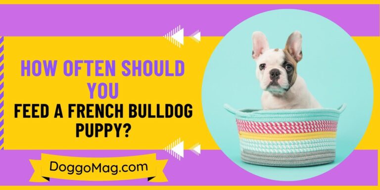 How Often Should You Feed A French Bulldog Puppy?