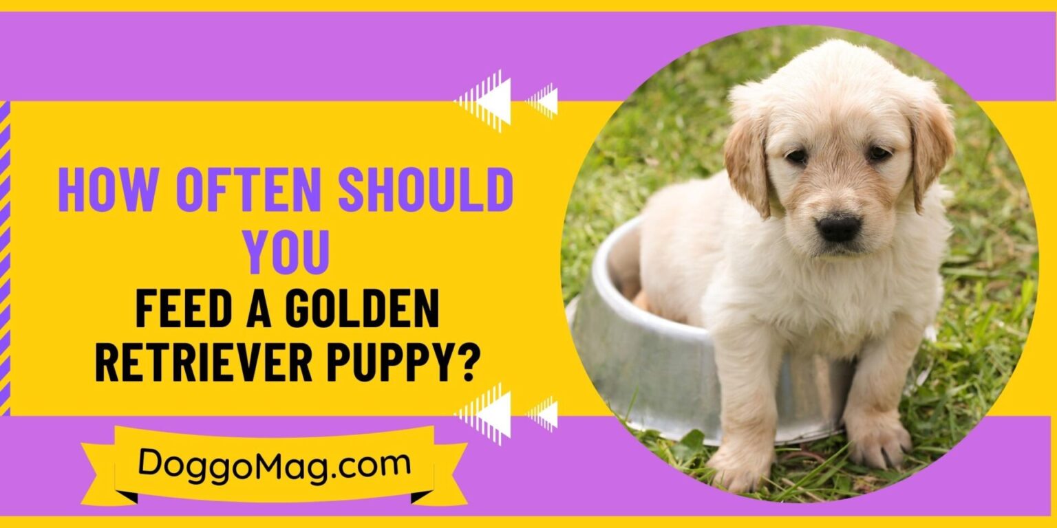 How Often Should You Feed a Golden Retriever Puppy? DoggoMag