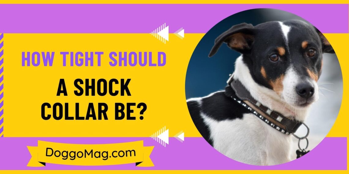 How Tight Should A Shock Collar Be? Collar Fitting Guide DoggoMag