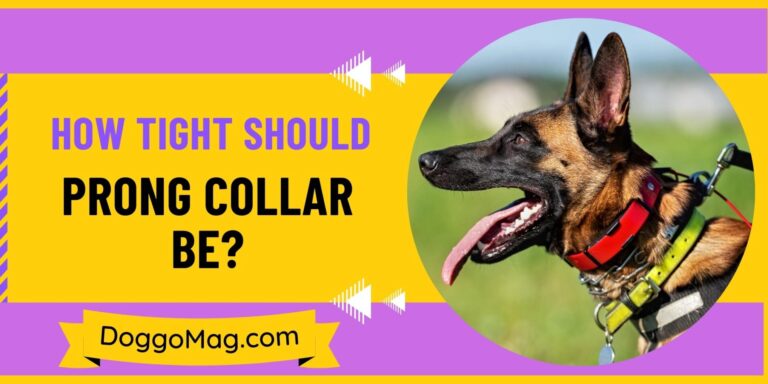 How Tight Should Prong Collar be? 8 Tips From A Dog Trainer 