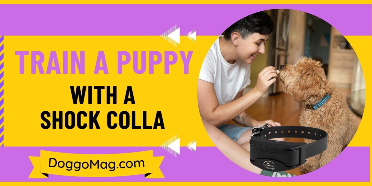 Shock Training How to Train a Puppy with a Shock Collar? (Complete Guide) - DoggoMag