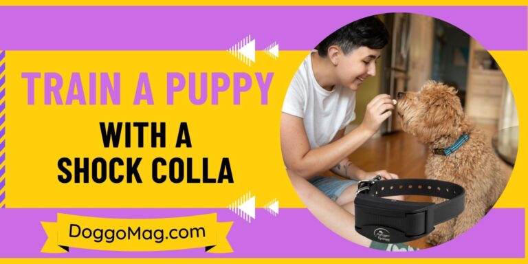 How to Train a Puppy with a Shock Collar? (Complete Guide)