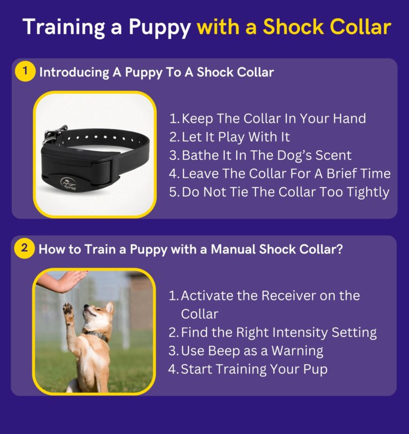 How to Train a Puppy with a Shock Collar? Guide) DoggoMag