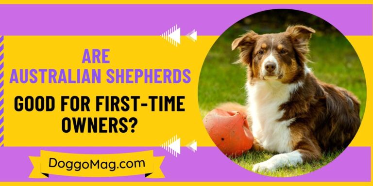 Are Australian Shepherds Good For First-Time Owners? 7 Simple Traits To Look For
