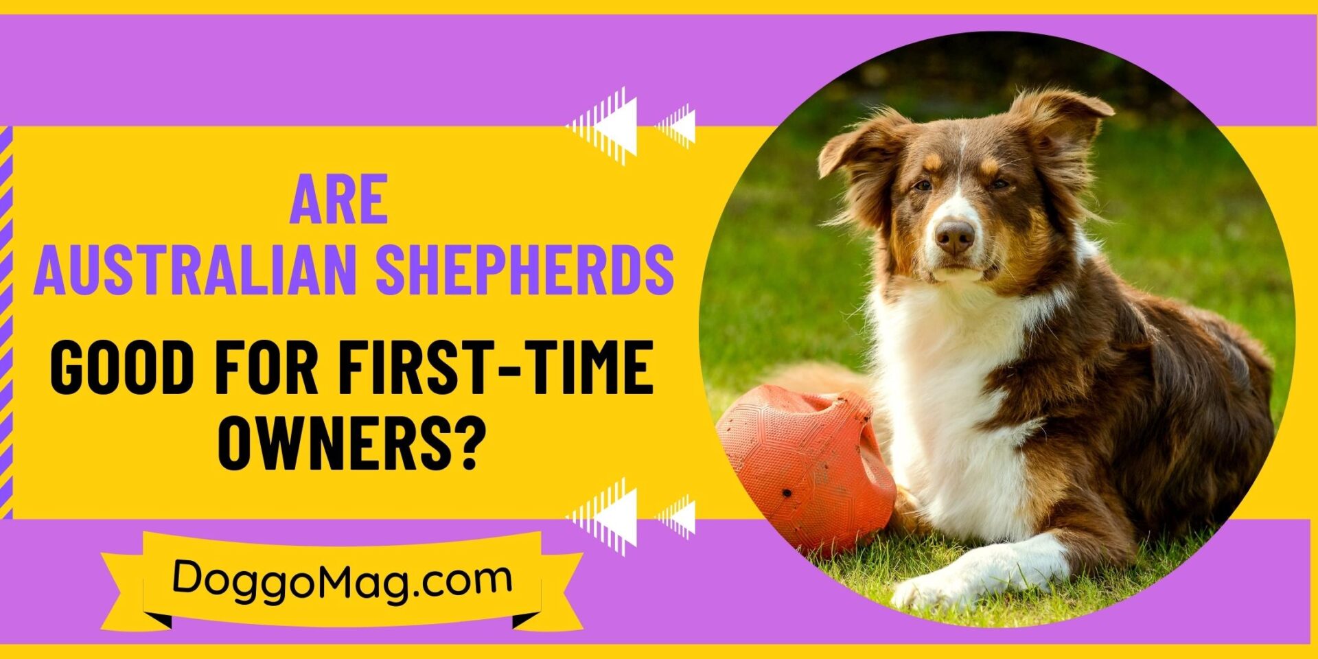Are Australian Shepherds Good For First-Time Owners