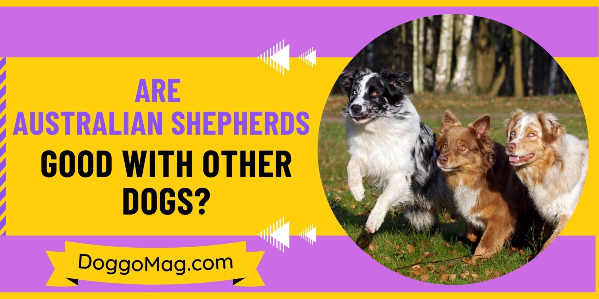Are Australian Shepherds Good With Other Dogs