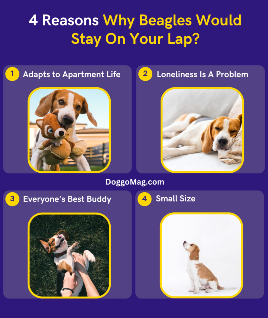 Are Beagles Lap Dogs - Infographic