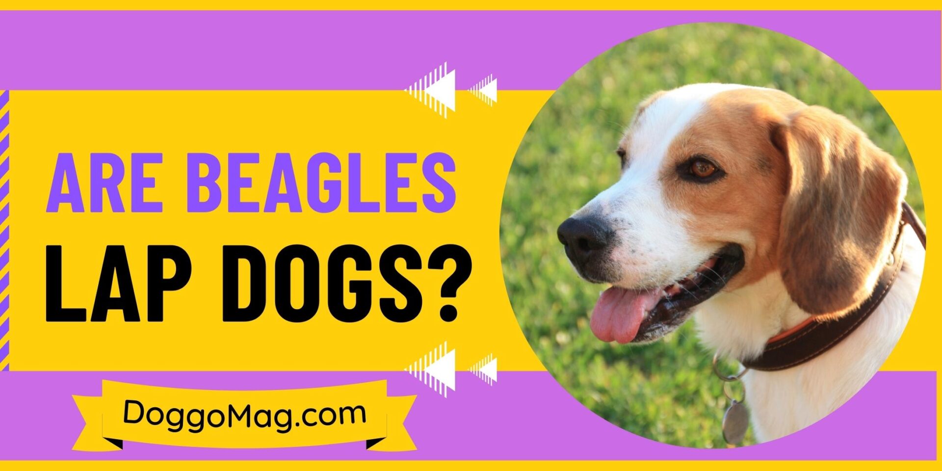 Are Beagles Lap Dogs