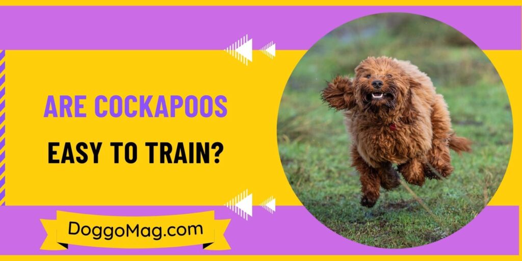Are Cockapoos Easy To Train? 5 Undeniable Traits That Make Them So ...