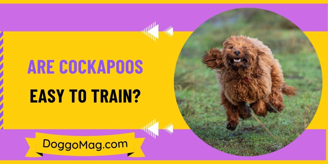Are Cockapoos Easy To Train? 5 Undeniable Traits That Make Them So ...