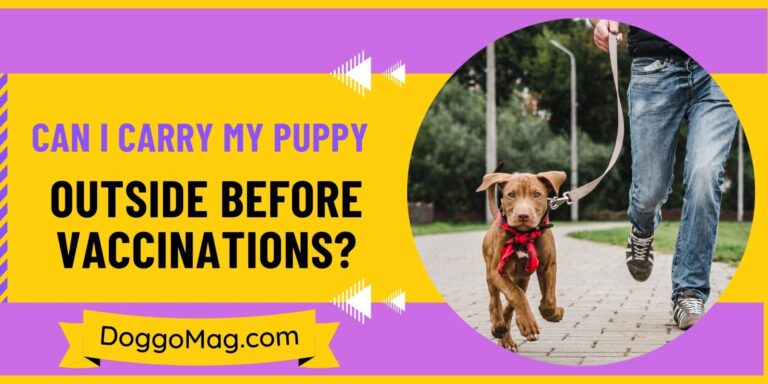 Can I Carry My Puppy Outside Before Vaccinations? Dog Trainer’s Advice