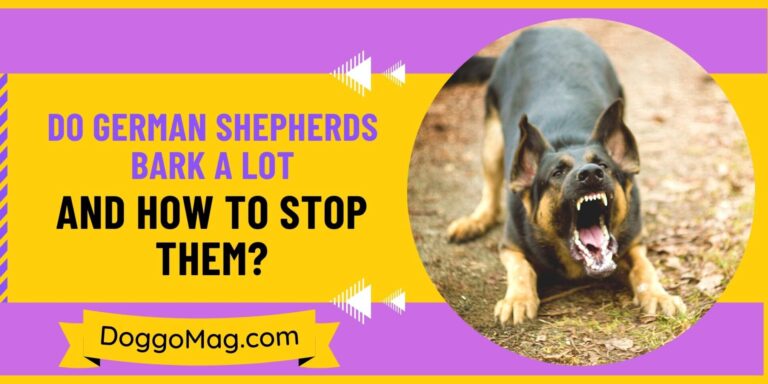 Do German Shepherds Bark A Lot? 6 Gripping Reasons That They Do