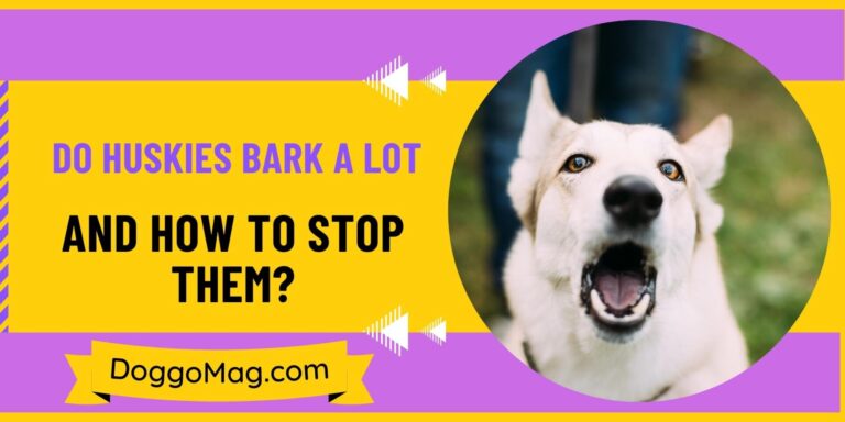 Do Huskies Bark A Lot? 6 Odd Reasons Why They Do