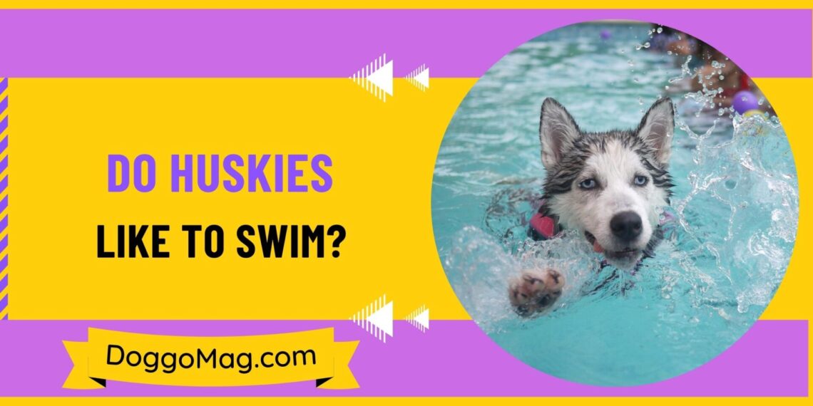 Do Huskies Like To Cuddle? Here's What A Dog Trainer Has To Say DoggoMag
