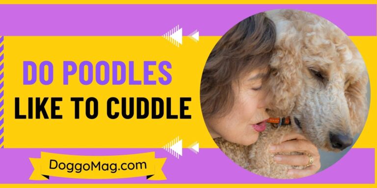 Do Poodles Like To Cuddle? 5 Key Traits That Make Them Cuddlers