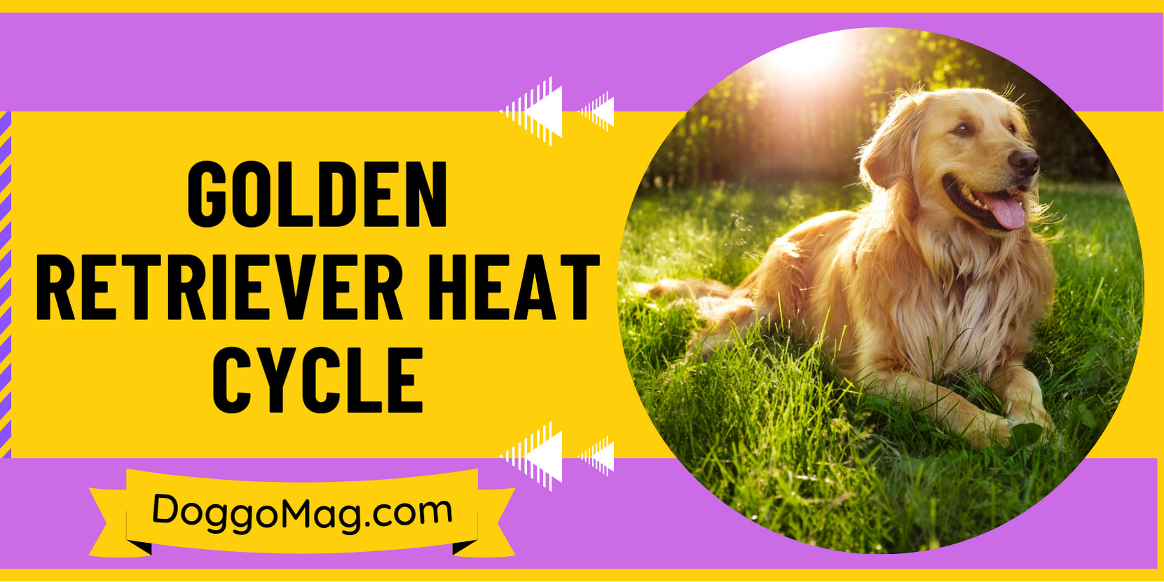 Golden Retriever Heat Cycle