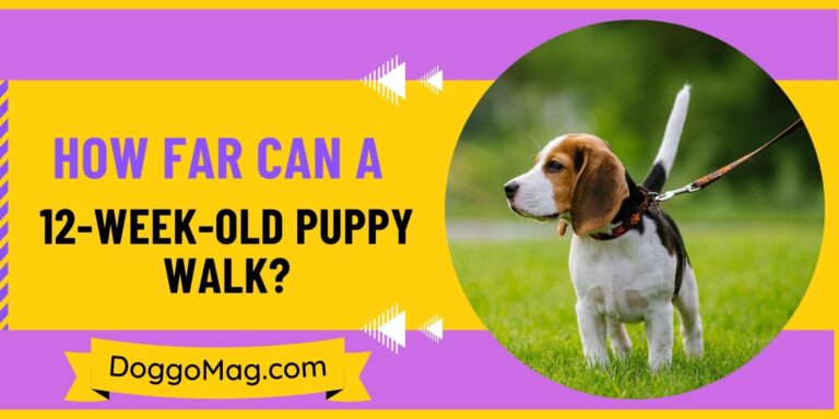 How Far Can A 12 Week Old Puppy Walk? Factors To Know