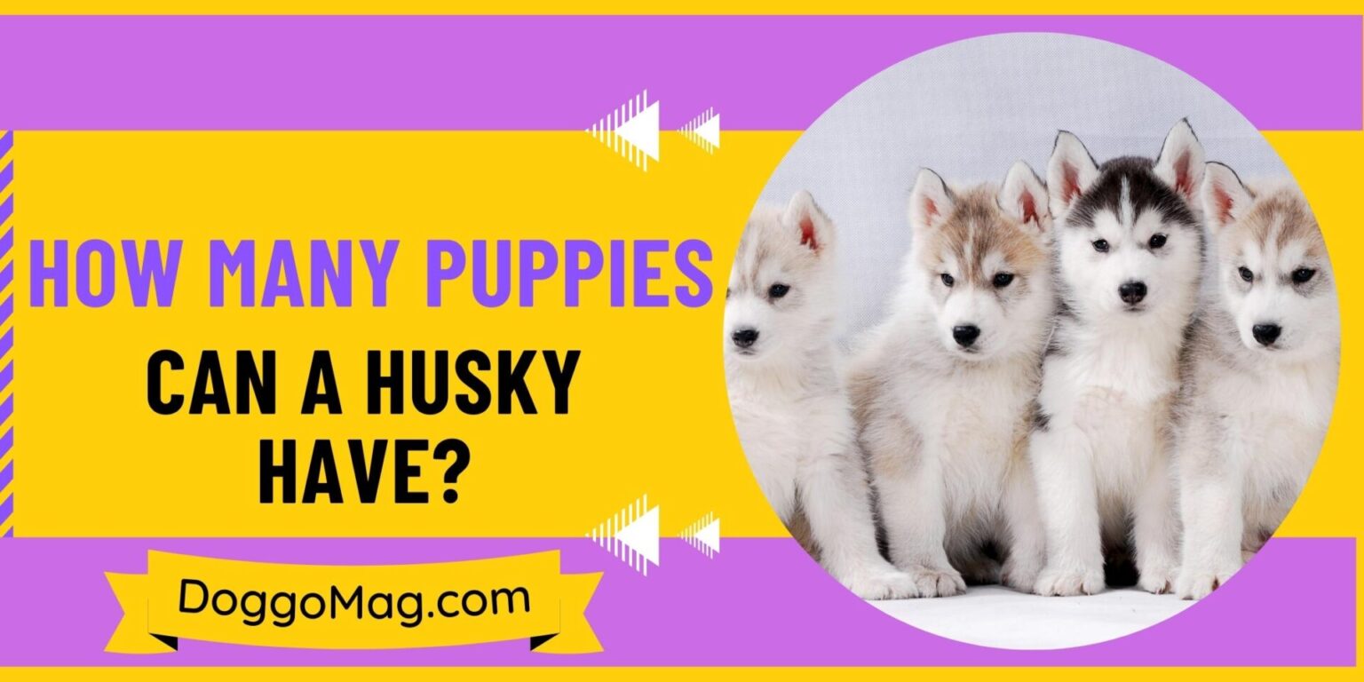 How Many Puppies Can A Husky Have? 6 Authentic Determinative Factors