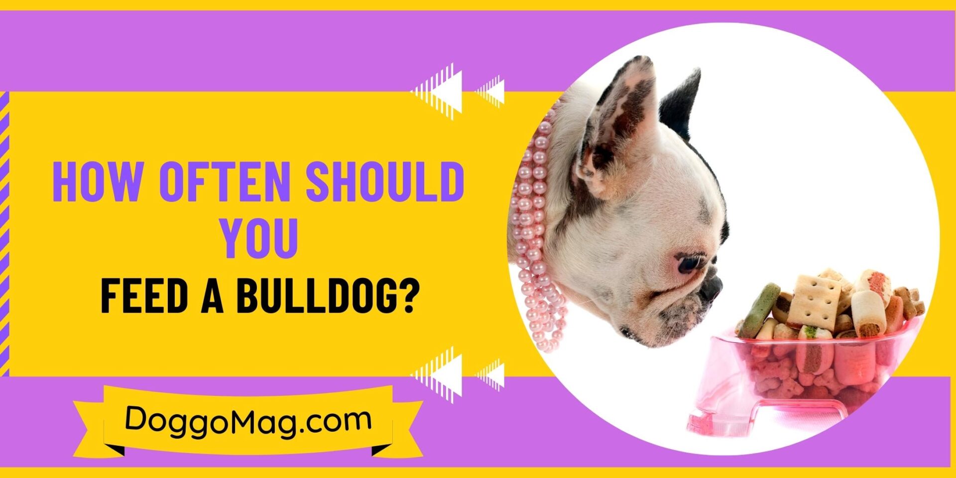 How Often Should You Feed a Bulldog