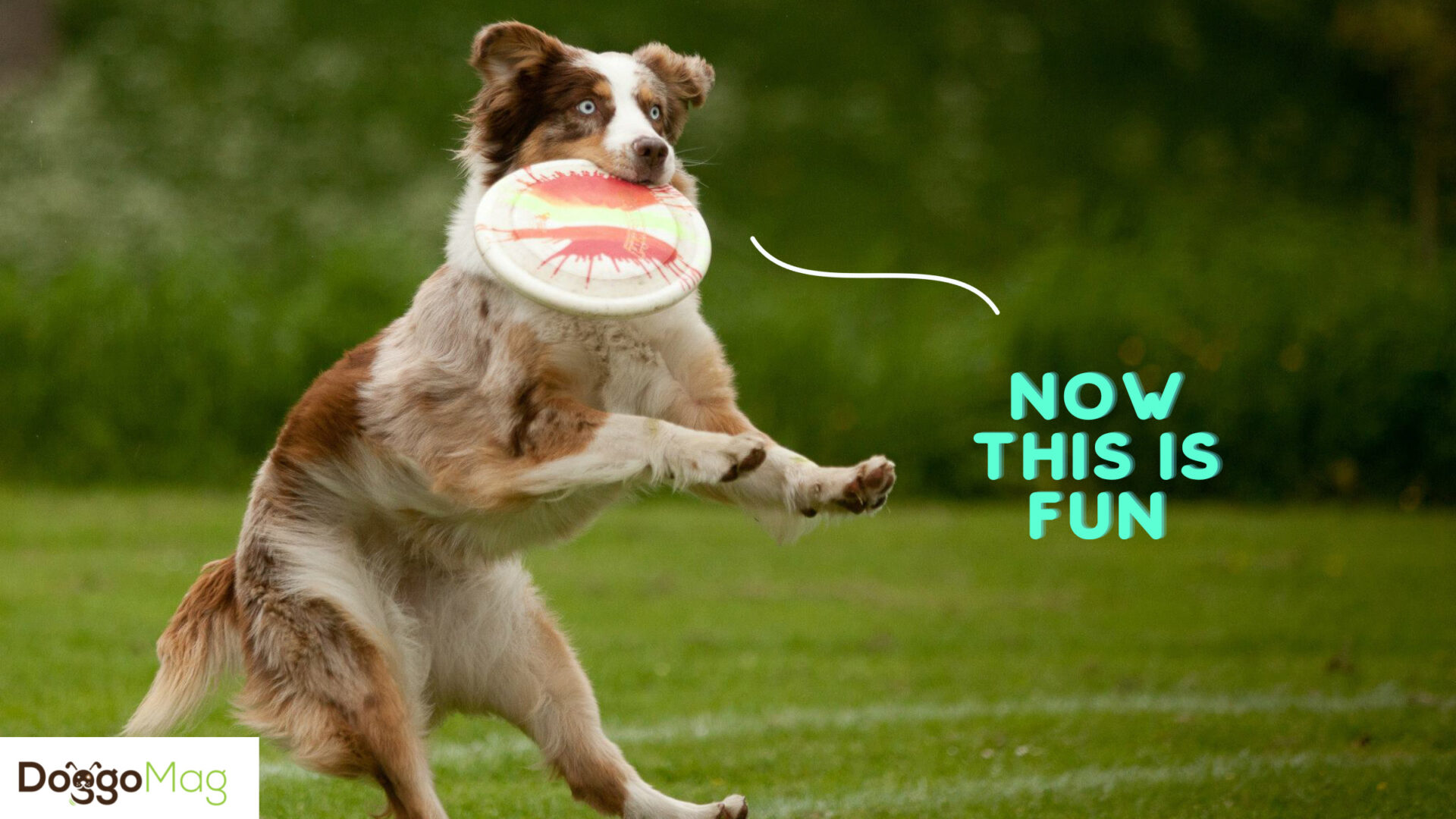 Why Does My Dog Jump On Me When I Get Home? [4 Authentic Reasons