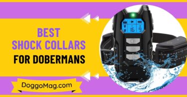 Best Shock Collars For Dobermans