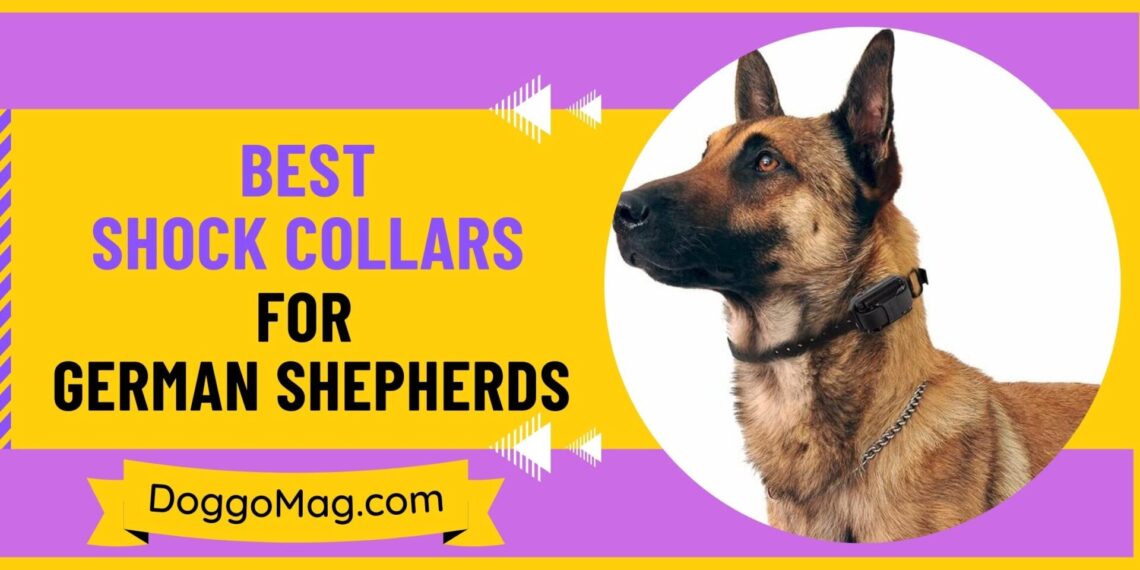Shock Training Here Are 7 Best Shock/Training Collars for Pitbulls - DoggoMag