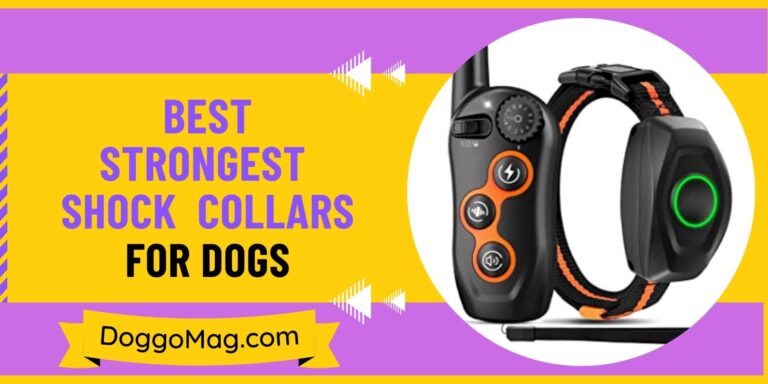 Use these strongest shock collars on your dogs for productive learning experience
