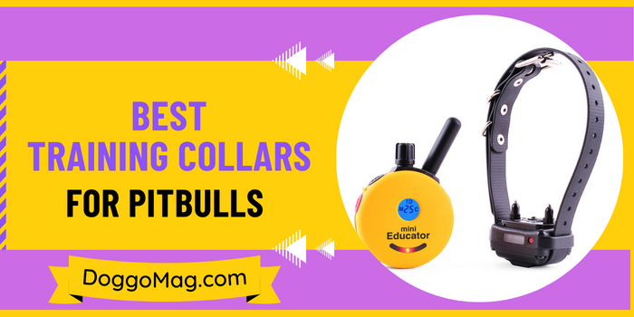 Here Are 7 Best Shock/Training Collars for Pitbulls