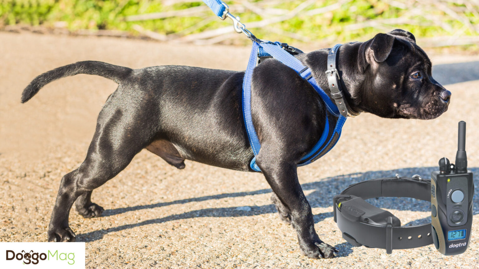 Use these strongest shock collars on your dogs for productive learning