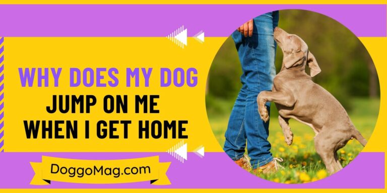 Why Does My Dog Jump On Me When I Get Home? – [4 Authentic Reasons]