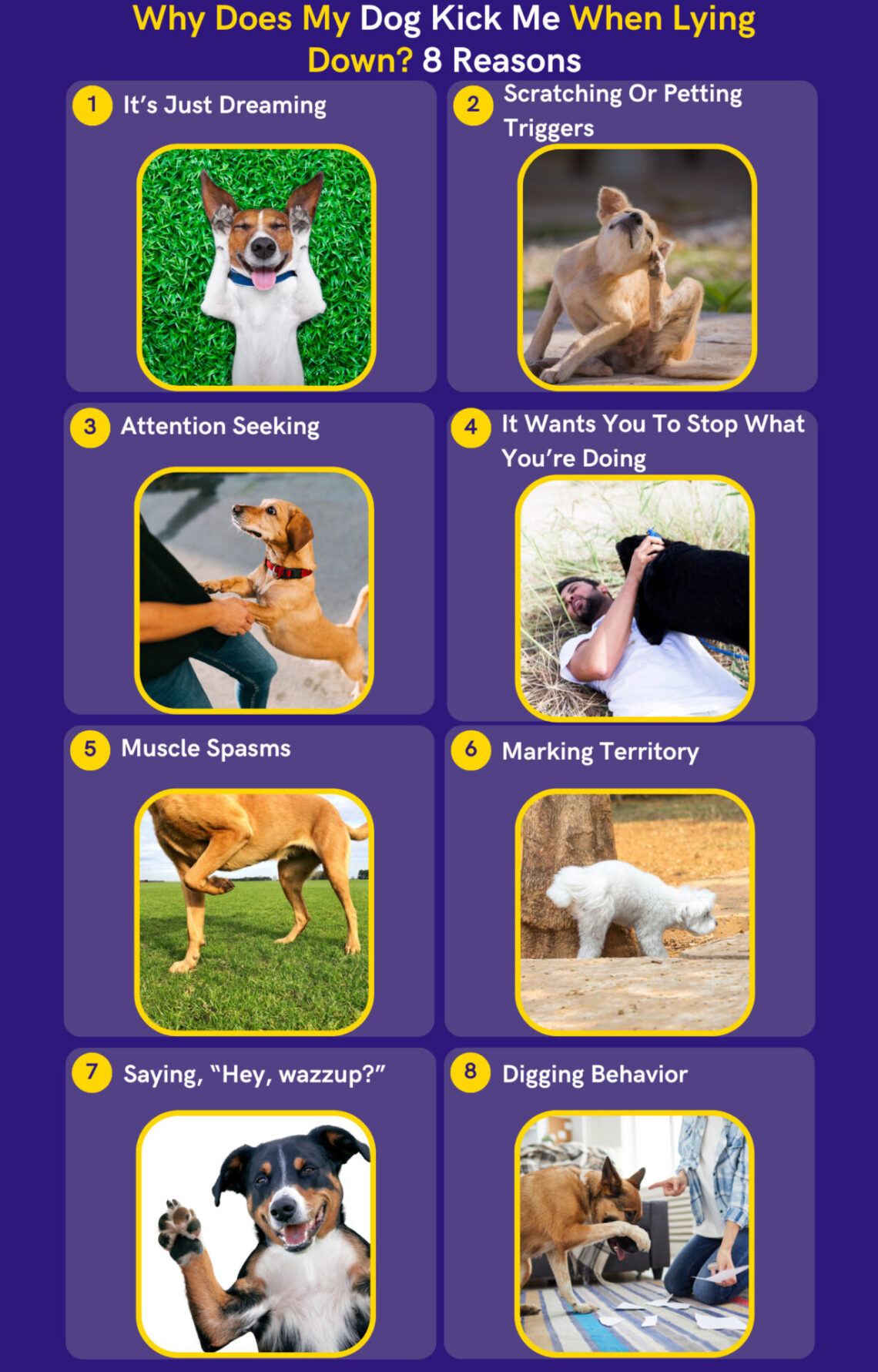 Why Does My Dog Kick Me When Lying Down? Reasons and Solution DoggoMag