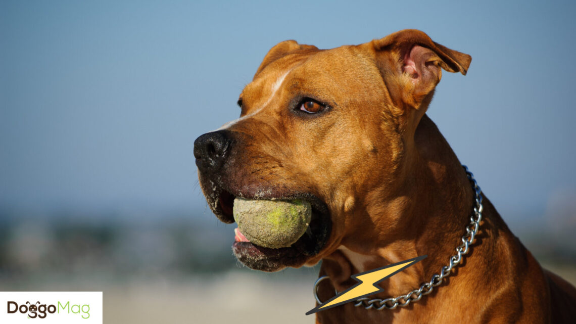 Here Are 7 Best Shock/Training Collars for Pitbulls DoggoMag