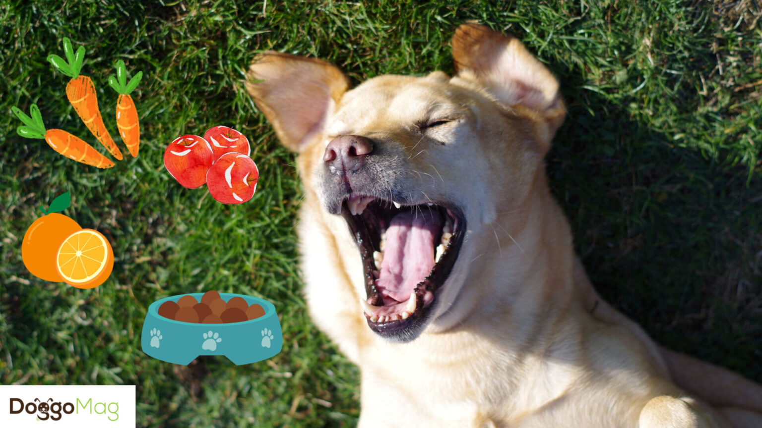 How Often Should You Feed a Lab? Feeding Guide and Chart DoggoMag