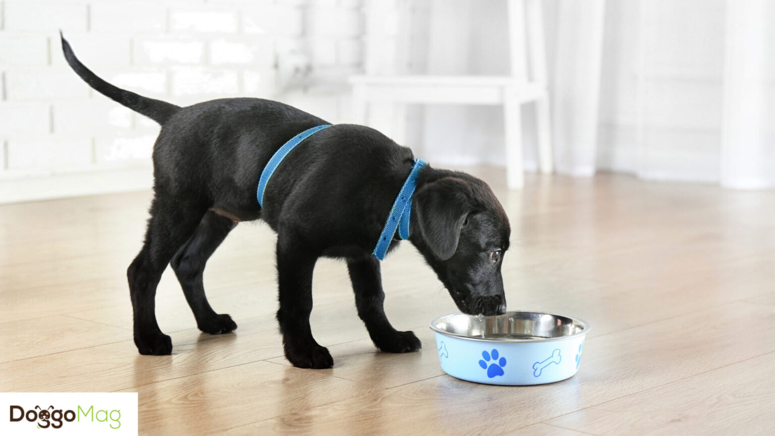 How Often Should You Feed a Lab? Feeding Guide and Chart DoggoMag