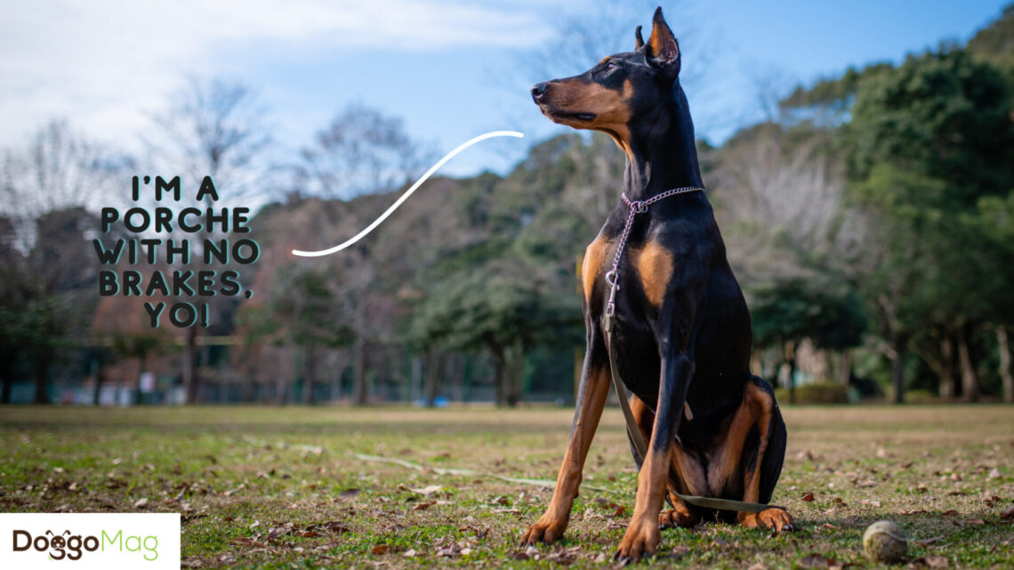 Are Dobermans Good For FirstTime Owners? 8 LittleKnown Reasons DoggoMag