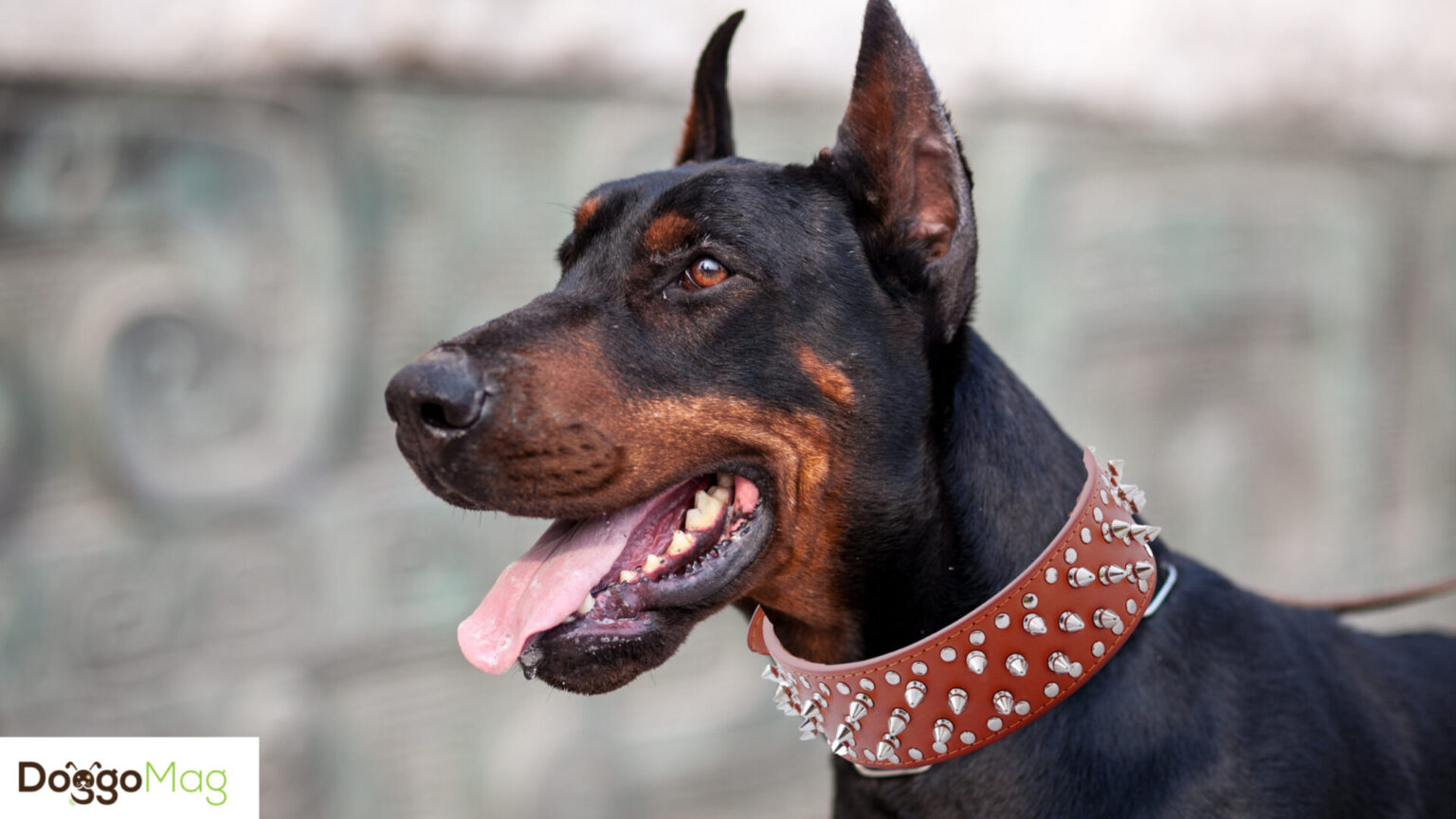 7 Best Collars for Dobermans DoggoMag