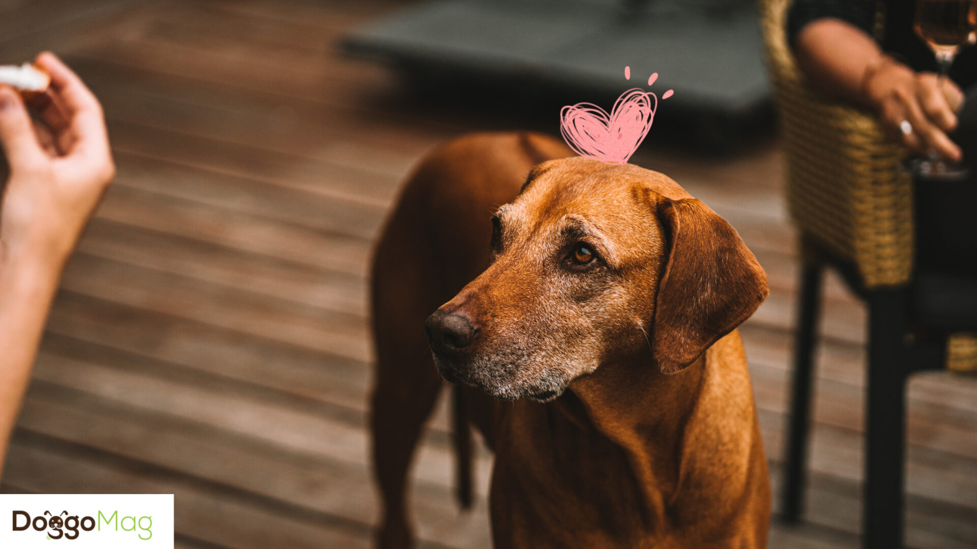 Are Rhodesian Ridgebacks Good Guard Dogs? 5 Solid Reasons They Are