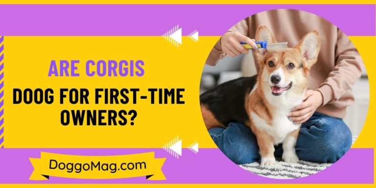 Are Corgis Good With Other Dogs? 5 Factors