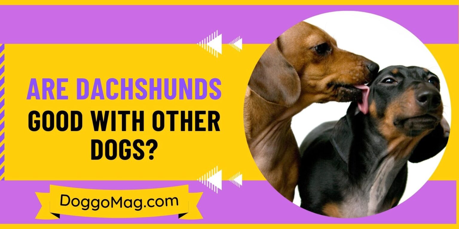 Are Dachshunds Good With Other Dogs? [5 Characteristics] DoggoMag