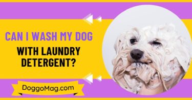 Can I Wash My Dog With Laundry Detergent