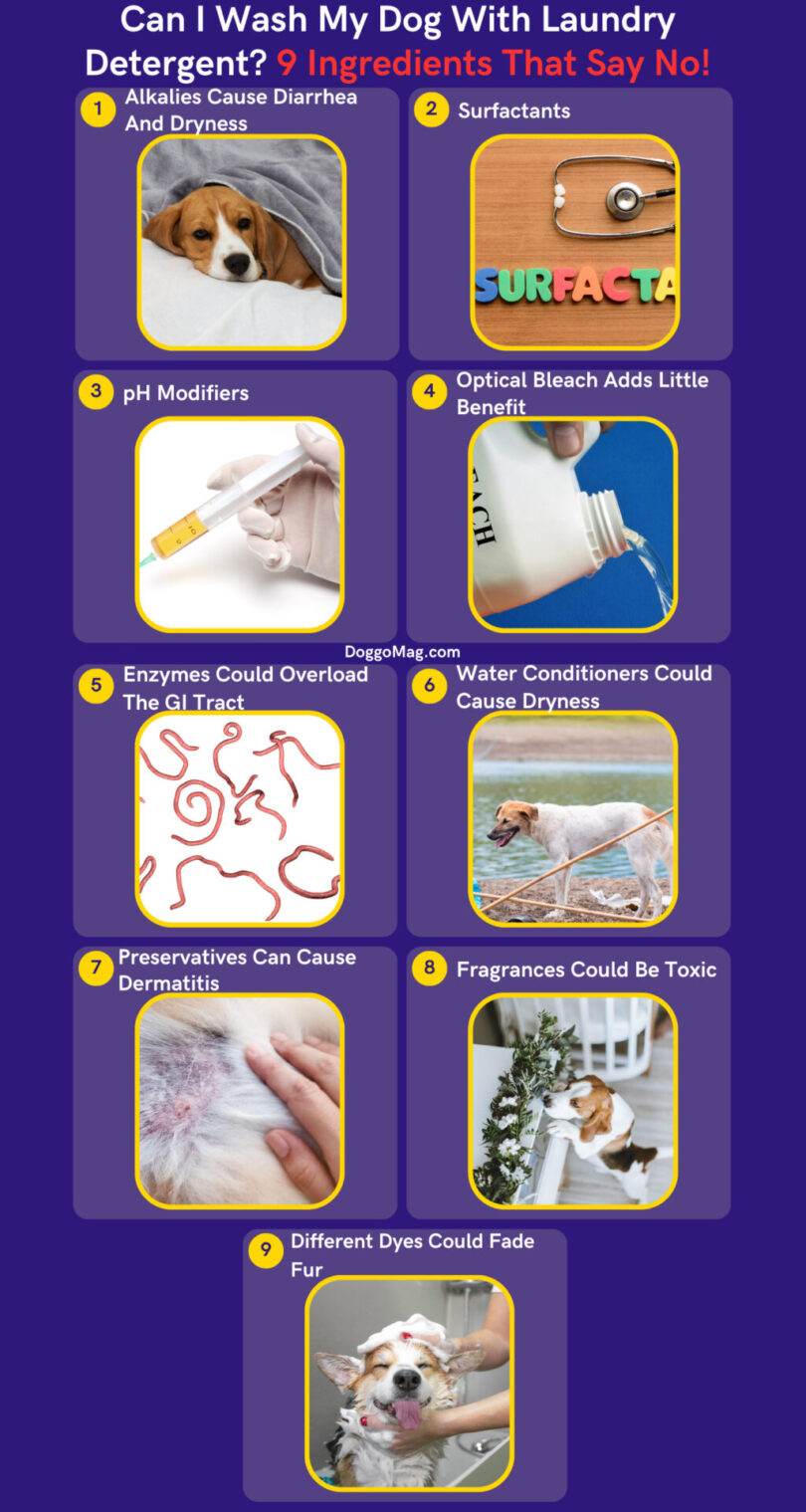 Can I Wash My Dog With Human Shampoo At Home photo